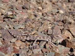 Tenuidactylus elongatus