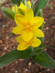 Hypoxis hemerocallidea