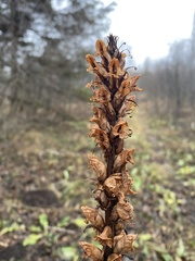 Orobanche pallidiflora