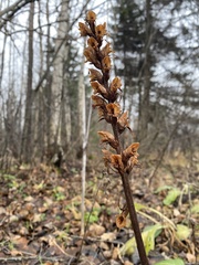 Orobanche pallidiflora