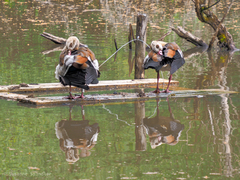 Alopochen aegyptiaca