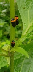 Phymatostetha