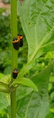 Phymatostetha