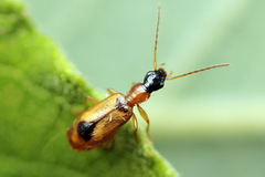 Demetrias monostigma