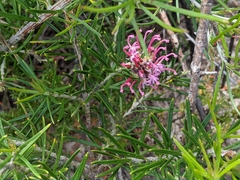 Grevillea confertifolia