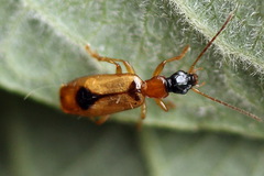 Demetrias monostigma