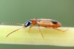 Demetrias monostigma