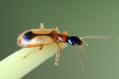 Demetrias monostigma