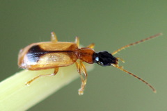 Demetrias monostigma