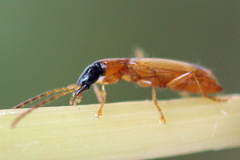 Demetrias monostigma