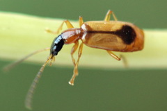 Demetrias monostigma