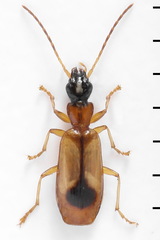 Demetrias monostigma