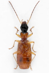 Demetrias monostigma