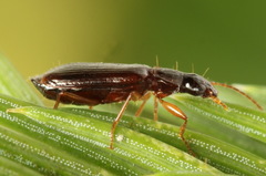 Dromius quadraticollis