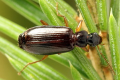 Dromius quadraticollis