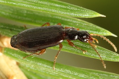Dromius quadraticollis