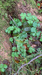 Oxalis