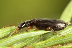 Dromius quadraticollis