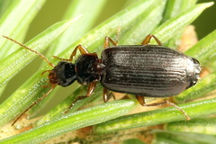 Dromius quadraticollis