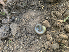 Aporrectodea smaragdina