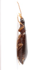 Dromius quadraticollis