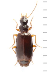 Dromius quadraticollis