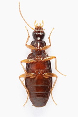 Dromius quadraticollis