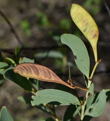 Acacia lazaridis