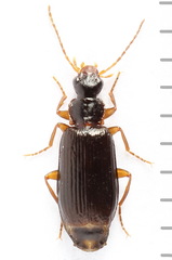 Dromius quadraticollis