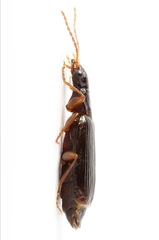 Dromius quadraticollis