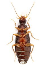 Dromius quadraticollis
