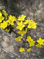 Asterolasia phebalioides