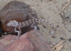 Tenuidactylus elongatus