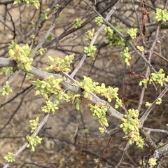 Commiphora angolensis
