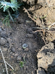 Aporrectodea smaragdina