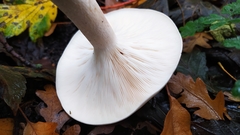 Infundibulicybe geotropa