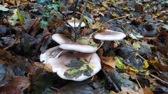 Infundibulicybe geotropa