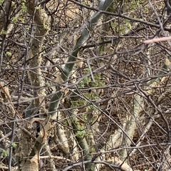 Commiphora angolensis