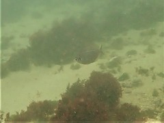 Parequula melbournensis