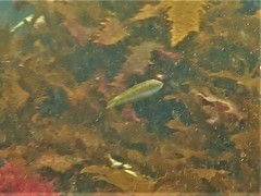 Halichoeres brownfieldi