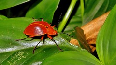 Ellipticus testaceus