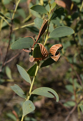 Acacia lazaridis
