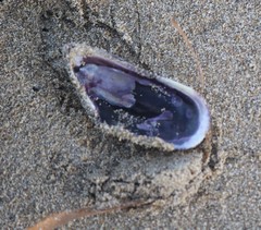 Brachidontes