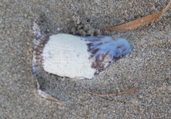 Brachidontes