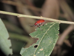Lilioceris formosana