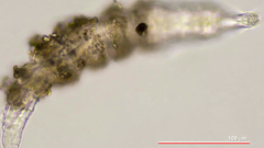 Rotaria sordida