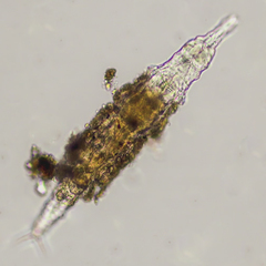 Rotaria sordida