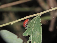 Lilioceris formosana