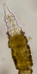 Rotaria sordida