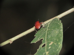 Lilioceris formosana